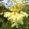 Reine des prés - Extrait de plantes fraîches – Image 3