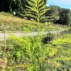 Verge d'or - Extrait de plantes fraîches – Image 3