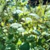 Mélisse - Extrait de plantes fraîches – Image 3