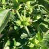 Complément alimentaire Ashwagandha - Extrait de plantes fraîches