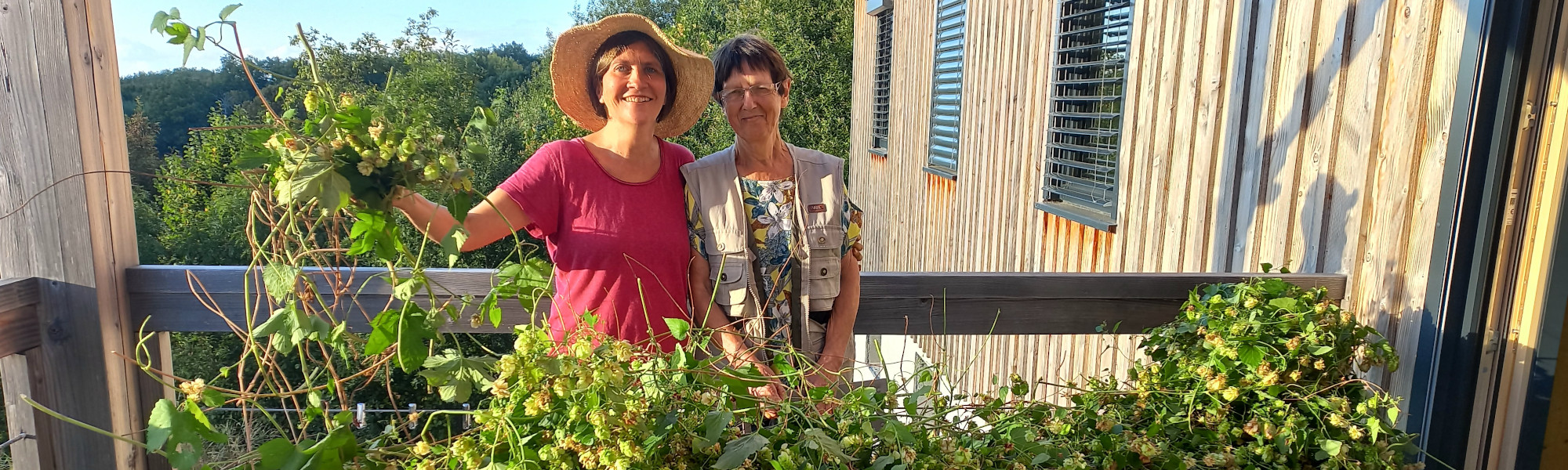 Récolte du houblon à l'Atelier des Plantes en Creuse avec Isabelle Gérard