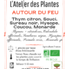 Tisane "Autour du feu" – Image 2